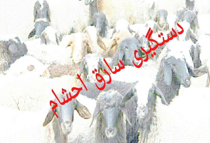 اعتراف سارقان احشام به ٢۵ فقره سرقت در مسجدسلیمان 
